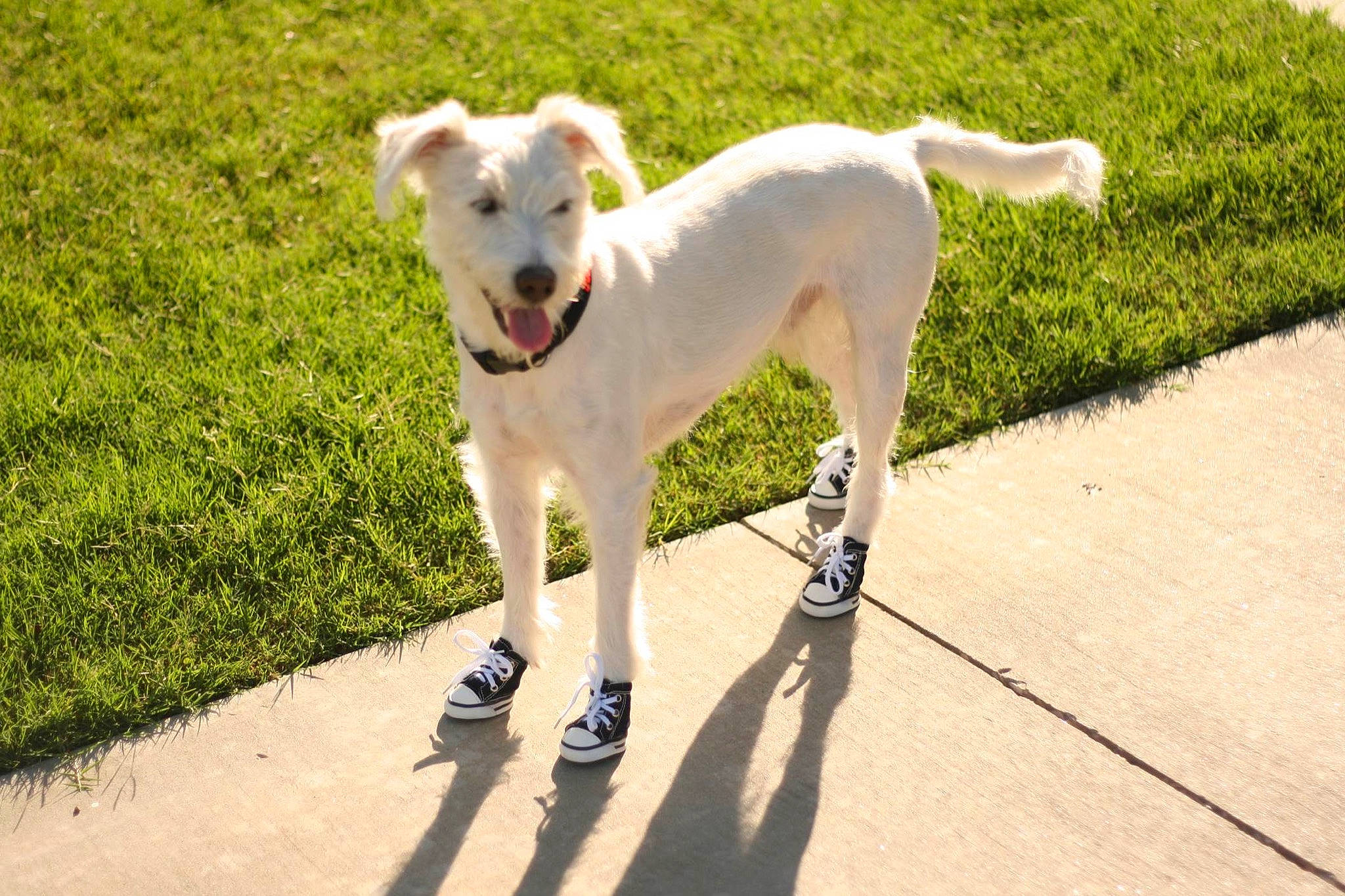 Domino is registered to the contest to win money with this photo: canidae, carnivore, collar, companion_dog, dog, dog_breed, dog_collar, dog_supply, fawn, grass, non_sporting_group, plant, road, shadow, sidewalk, sporting_group, tail, walking, working_animal, working_dog