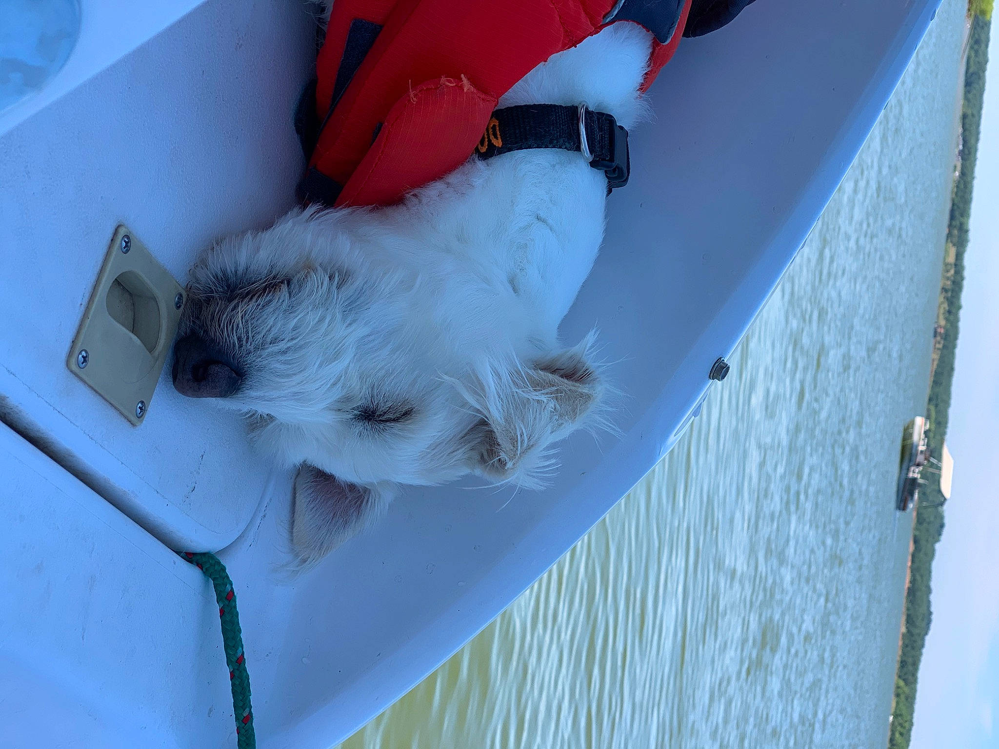 Domino is registered to the contest to win money with this photo: canidae, carmine, carnivore, comfort, companion_dog, dog, dog_breed, electric_blue, fur, paw, pet_supply, snout, sporting_group, wall_plate, water, white