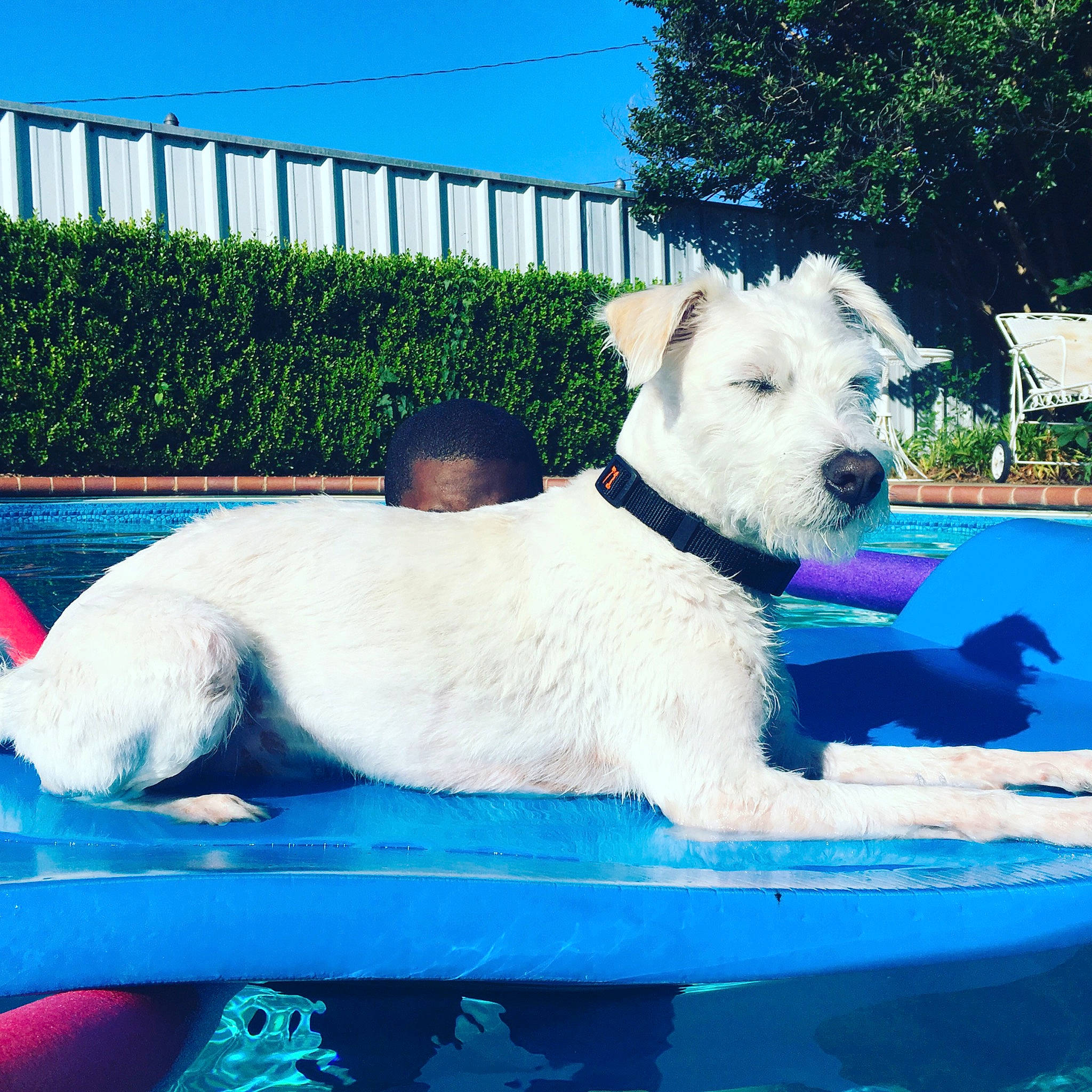 Domino is registered to the contest to win money with this photo: azure, blue, canidae, carnivore, collar, companion_dog, dog, dog_breed, dog_collar, grass, happy, leisure, plant, rectangle, sky, sporting_group, tail, terrier, tree, water