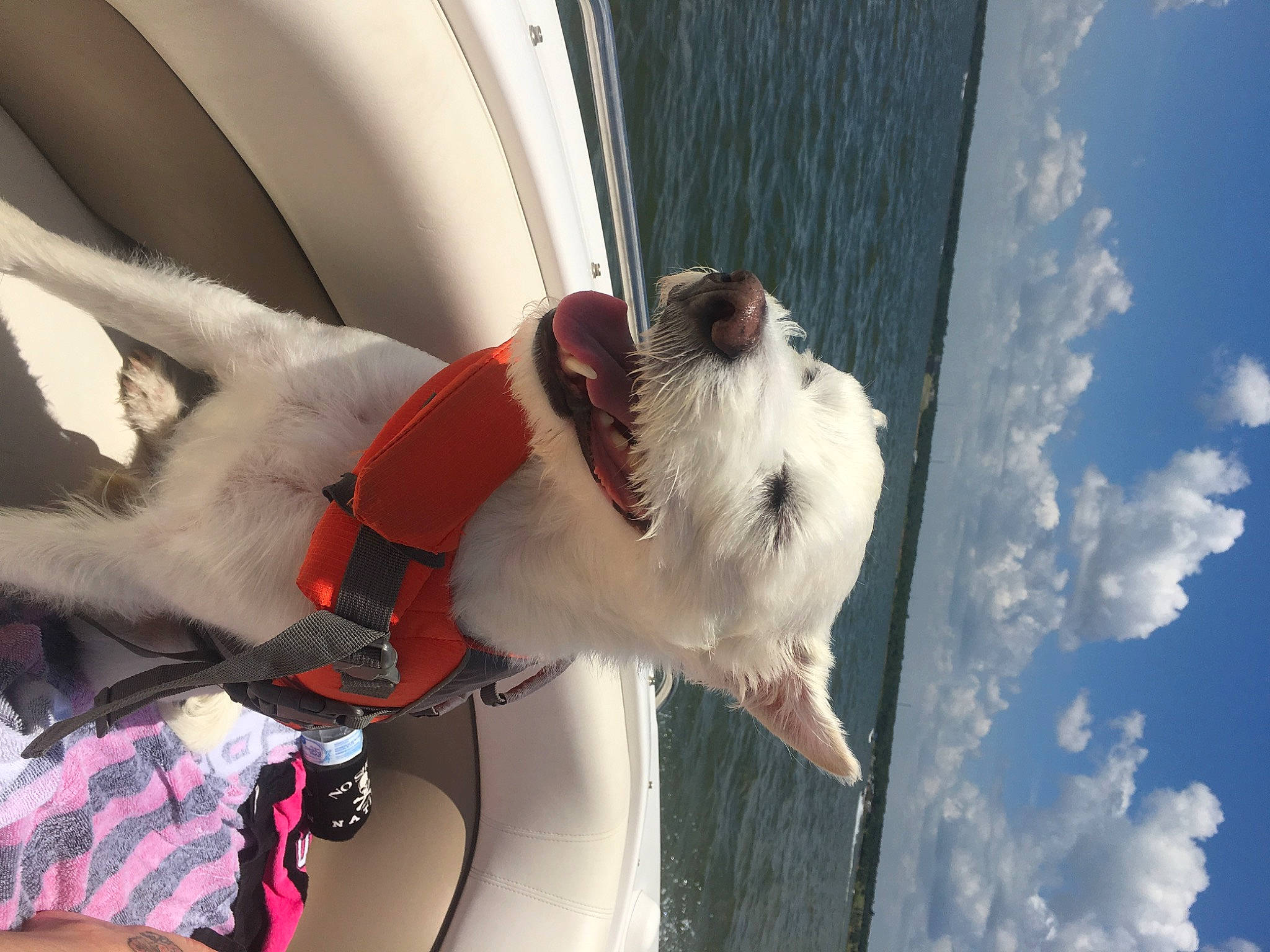 Domino is registered to the contest to win money with this photo: beauty, carnivore, cloud, collar, companion_dog, dog, dog_breed, dog_collar, dog_supply, fawn, felidae, fur, lifejacket, pet_supply, sky, snout, sporting_group, vehicle, water, whiskers