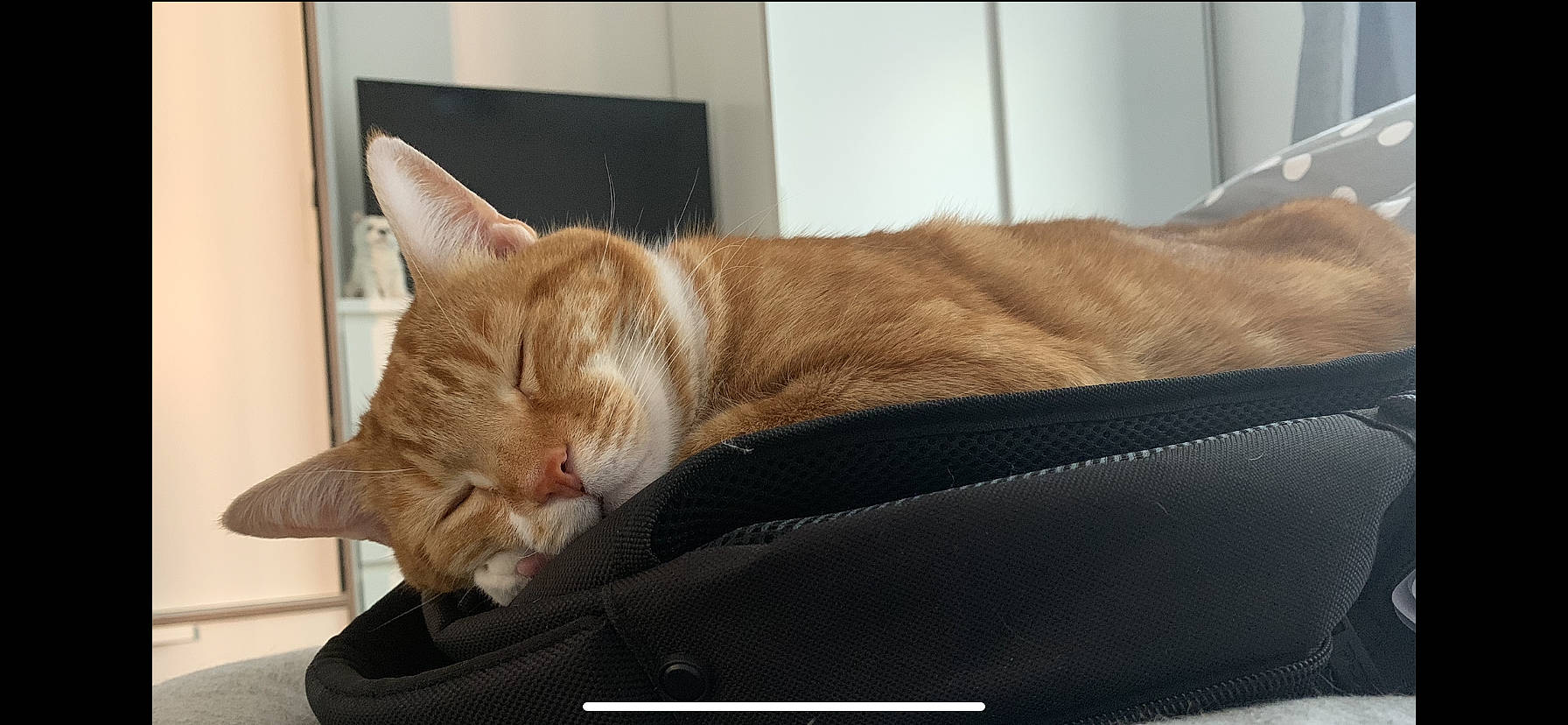 Junior is registered to the contest to win money with this photo: asian, carnivore, cat, comfort, domestic_short_haired_cat, european_shorthair, fawn, felidae, fur, kitten, nap, small_to_medium_sized_cats, tabby_cat, whiskers