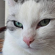 Satin participe au concours pour gagner de l'argent avec cette photo : cat, close_up, green_eyes, pink_nose, whiskers, fur, indoor, pet, animal, face, cute, fluffy, domestic_cat, mammal, whisker, portrait, feline, closeup, eyes, nose
