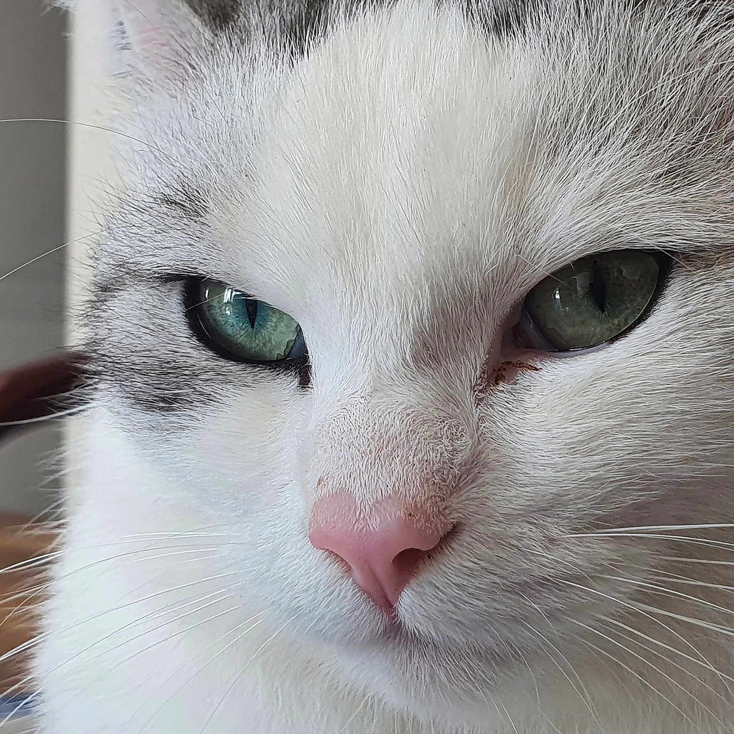 Satin participe au concours pour gagner de l'argent avec cette photo : animal, cat, close_up, closeup, cute, domestic_cat, eyes, face, feline, fluffy, fur, green_eyes, indoor, mammal, nose, pet, pink_nose, portrait, whisker, whiskers