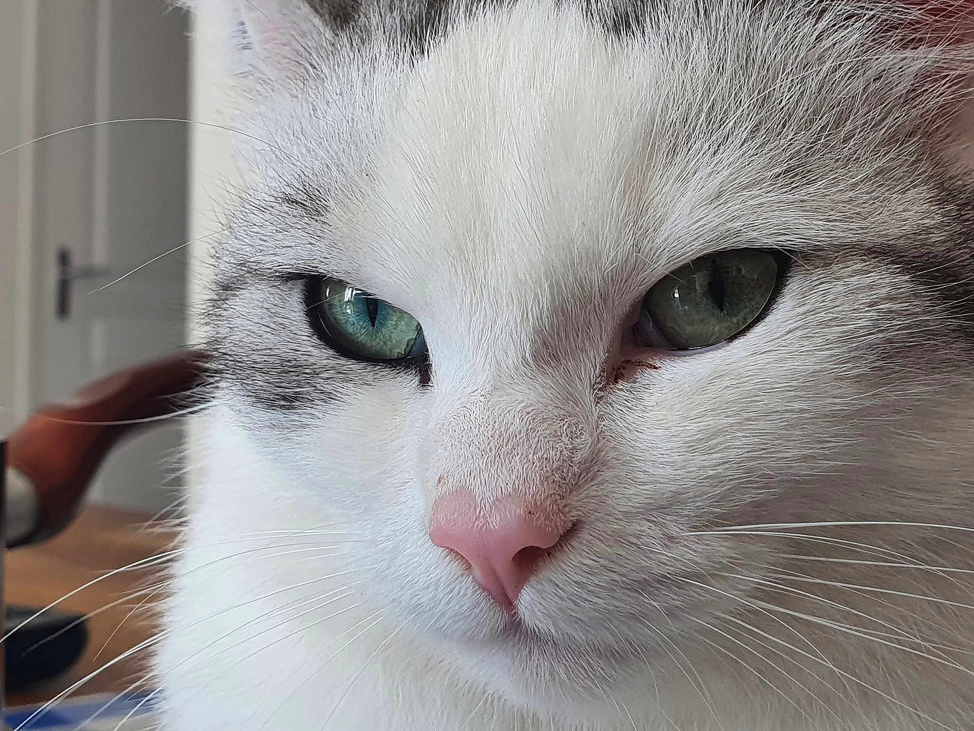 Satin participe au concours pour gagner de l'argent avec cette photo : cat, close_up, green_eyes, pink_nose, whiskers, fur, indoor, pet, animal, face, cute, fluffy, domestic_cat, mammal, whisker, portrait, feline, closeup, eyes, nose