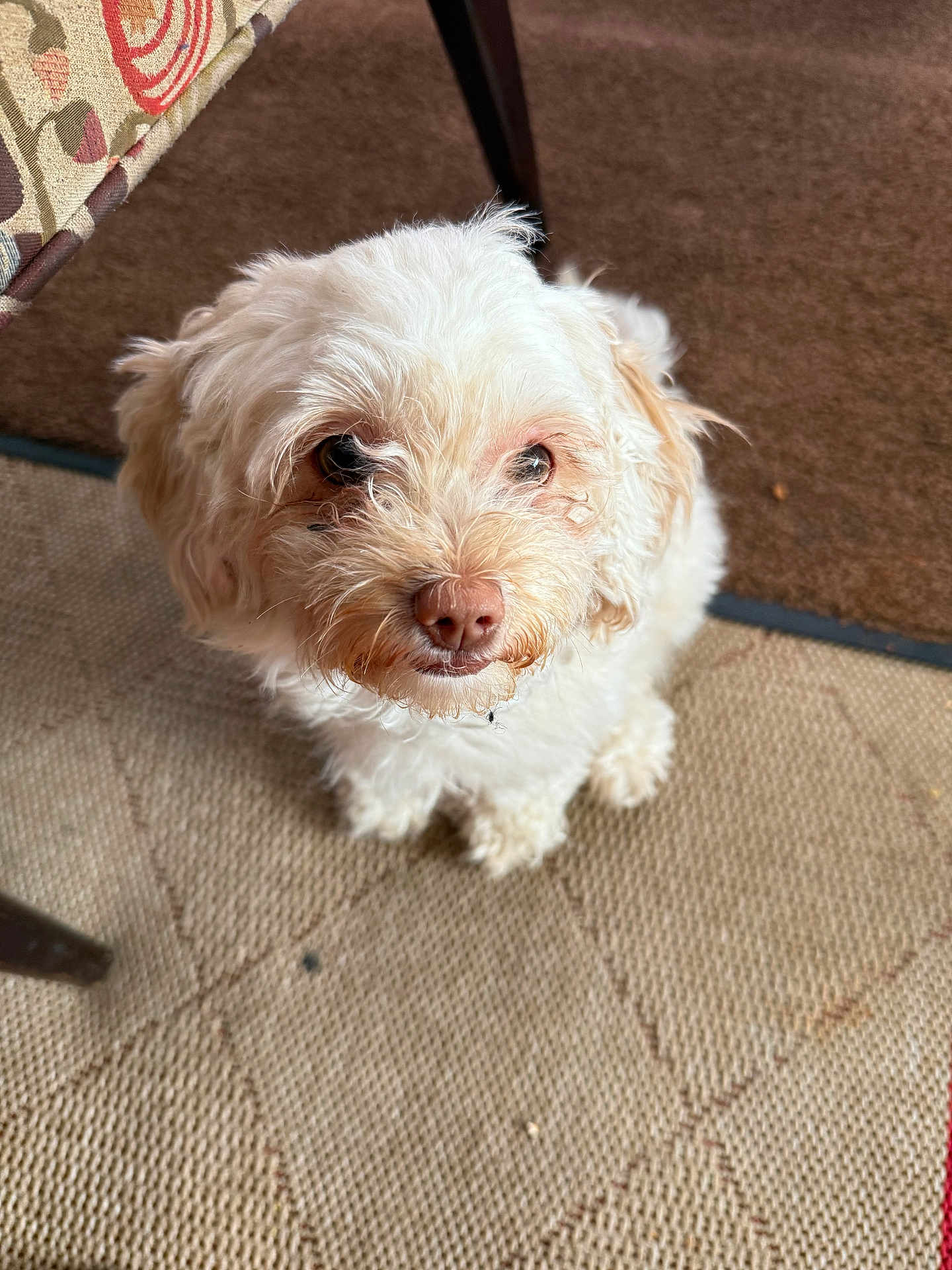Canela joined the competition — help win amazing prizes! dog, white_dog, fluffy, pet, indoor, carpet, floor, cute, animal, looking_up, small_dog, furry, face, ears, snout, legs, chair_leg, home, companion, adorable