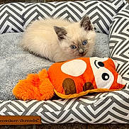 Wilder joined the competition — help win amazing prizes! kitten, cat, blue_eyes, fluffy, pet_bed, plush_toy, orange, gray, white, patterned, cozy, indoor, cute, animal, resting, soft_texture, young_cat, feline, toy, relaxed