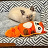 kitten, cat, blue_eyes, fluffy, pet_bed, plush_toy, orange, gray, white, patterned, cozy, indoor, cute, animal, resting, soft_texture, young_cat, feline, toy, relaxed