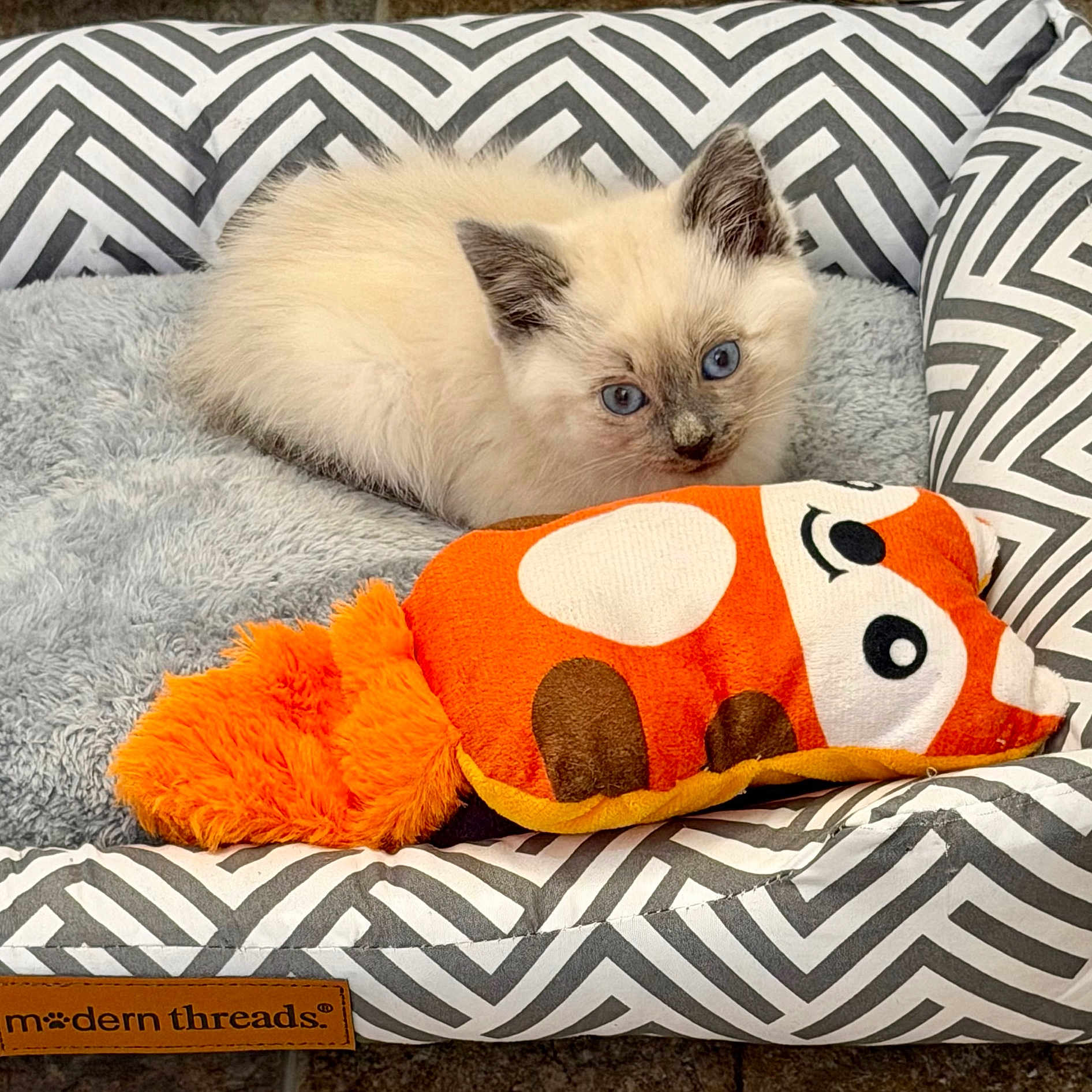 Wilder joined the competition — help win amazing prizes! kitten, cat, blue_eyes, fluffy, pet_bed, plush_toy, orange, gray, white, patterned, cozy, indoor, cute, animal, resting, soft_texture, young_cat, feline, toy, relaxed