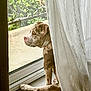 Nala a rejoint le concours — aidez-le/la à gagner de superbes lots ! dog, curtain, window, glass_door, indoor, pet, brown, white, spot, animal, floor, resting, side_view, quiet, nature_outside, fence, daylight, calm, relaxed, home