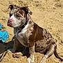 dog, sand, beach, leash, collar, brown_spotted_dog, sitting, outdoor, sunny, pet, canine, animal, paw, fur, nature, daylight, cute, companion, young_dog, resting