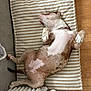 dog, sleeping, lying_down, striped_mat, beige, white, brown_spots, wooden_floor, radiator, indoor, pet, relaxed, cozy, resting, paw, collar, fur, domestic_animal, napping, side_view