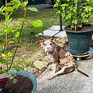 Nala a rejoint le concours — aidez-le/la à gagner de superbes lots ! puppy, dog, brown_spotted_dog, outdoor, potted_plant, green_leaves, concrete, garden, grass, plant_pot, pet, young_dog, animal, nature, summer, sunlight, sitting, curious, sidewalk, backyard