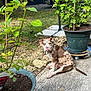puppy, dog, brown_spotted_dog, outdoor, potted_plant, green_leaves, concrete, garden, grass, plant_pot, pet, young_dog, animal, nature, summer, sunlight, sitting, curious, sidewalk, backyard