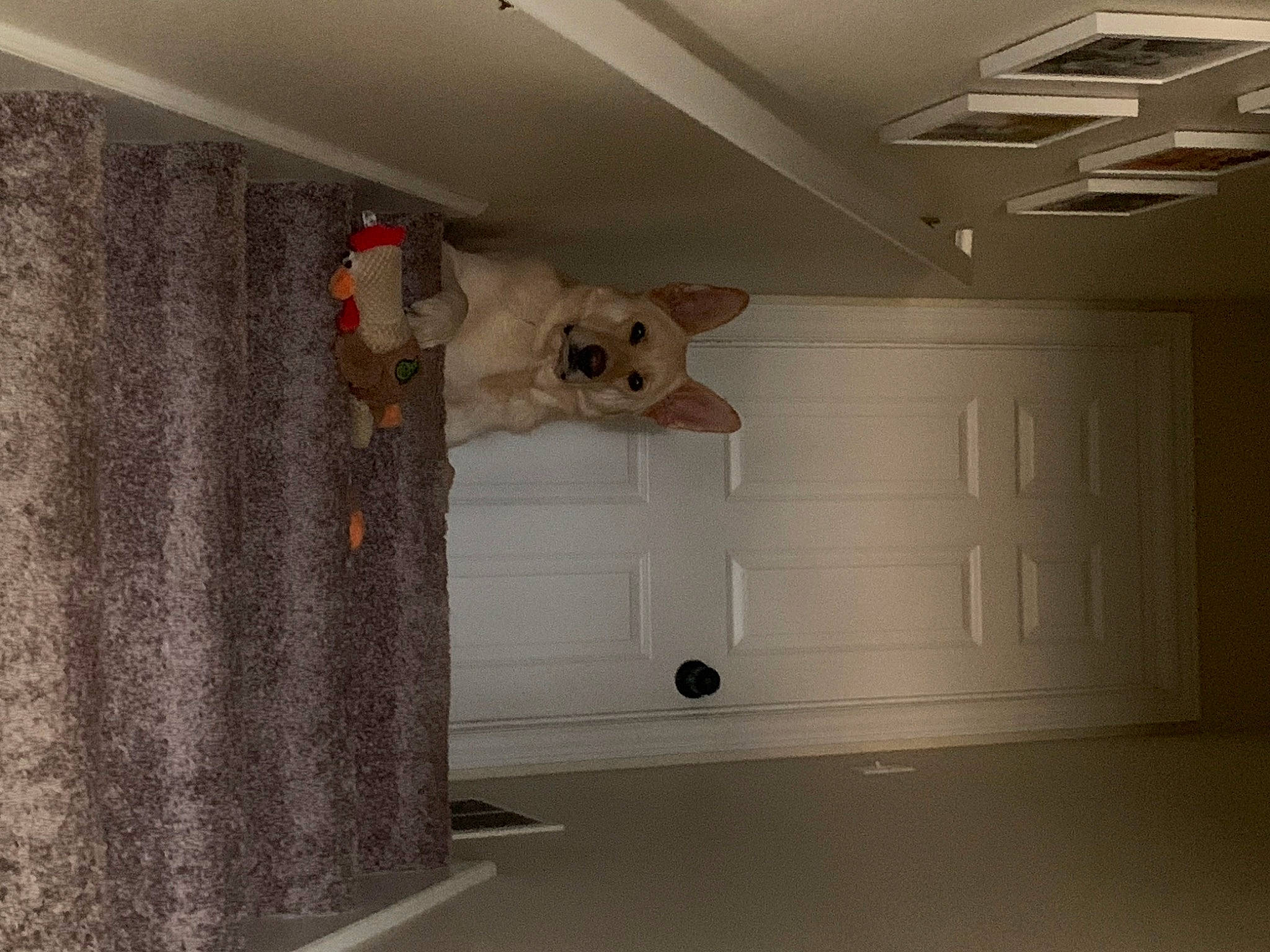 Dax joined the competition — help win amazing prizes! beige, building, ceiling, daylighting, design, dog, floor, flooring, grey, hardwood, house, interior_design, light_fixture, molding, plaster, plywood, property, room, wall, wood