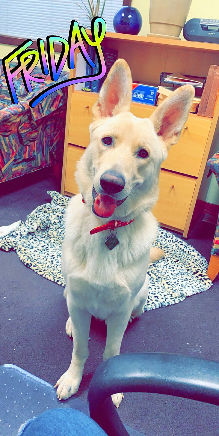 Dax is registered to the contest to win money with this photo: canidae, carnivore, collar, companion_dog, dog, dog_breed, dog_collar, dog_supply, door, ear, fawn, fur, happy, magenta, paw, pet_supply, snout, sporting_group, tail, whiskers