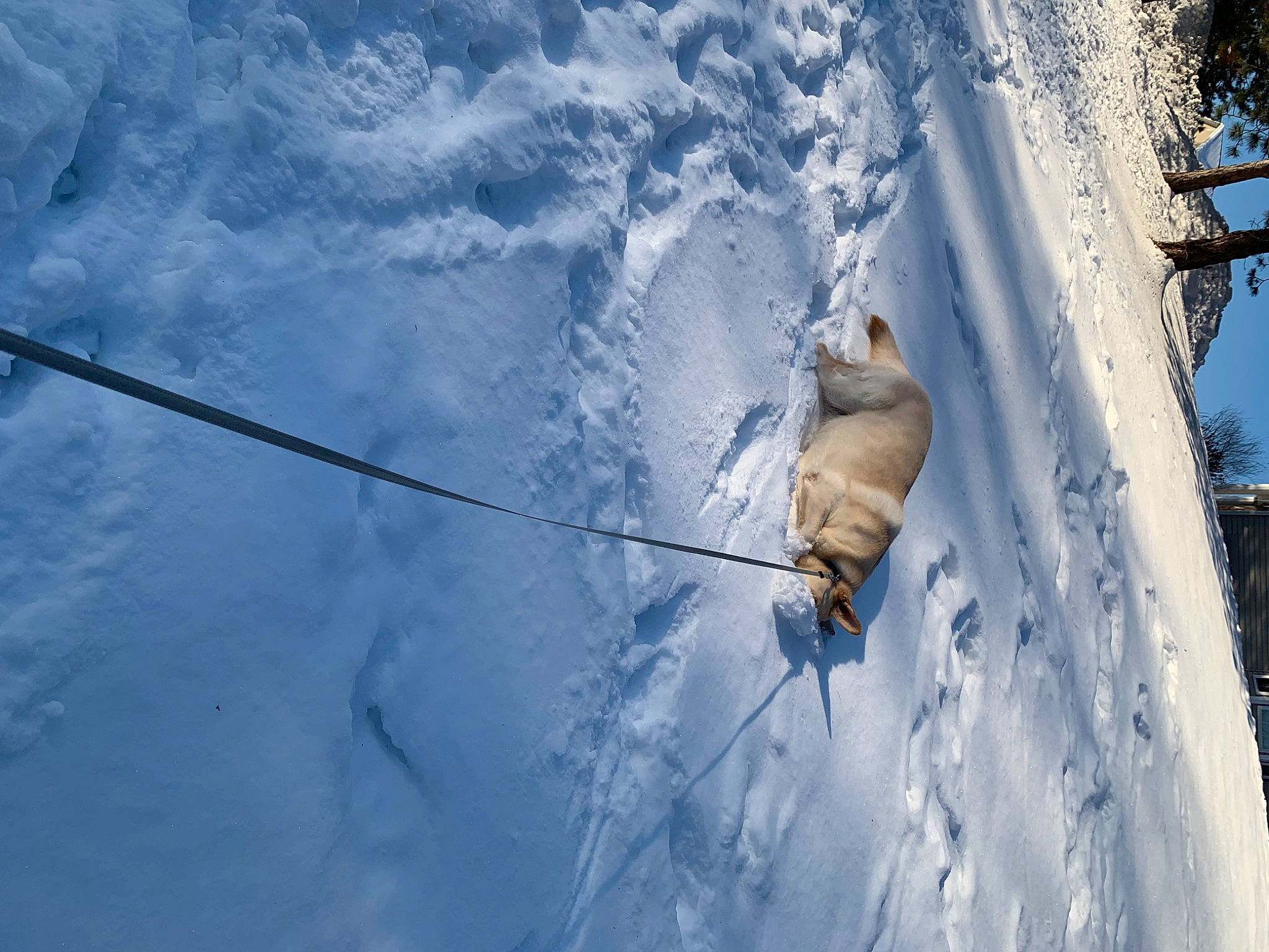 Dax joined the competition — help win amazing prizes! arctic, canidae, dog, dog_breed, electric_blue, freezing, frost, fur, glacial_landform, ice_cap, plant, recreation, shadow, slope, snow, sporting_group, tree, twig, winter, wood