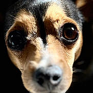 Parker joined the competition — help win amazing prizes! dog, close_up, face, pet, animal, brown, black, fur, eyes, nose, portrait, cute, whiskers, canine, muzzle, looking, expression, head, domestic_animal, background