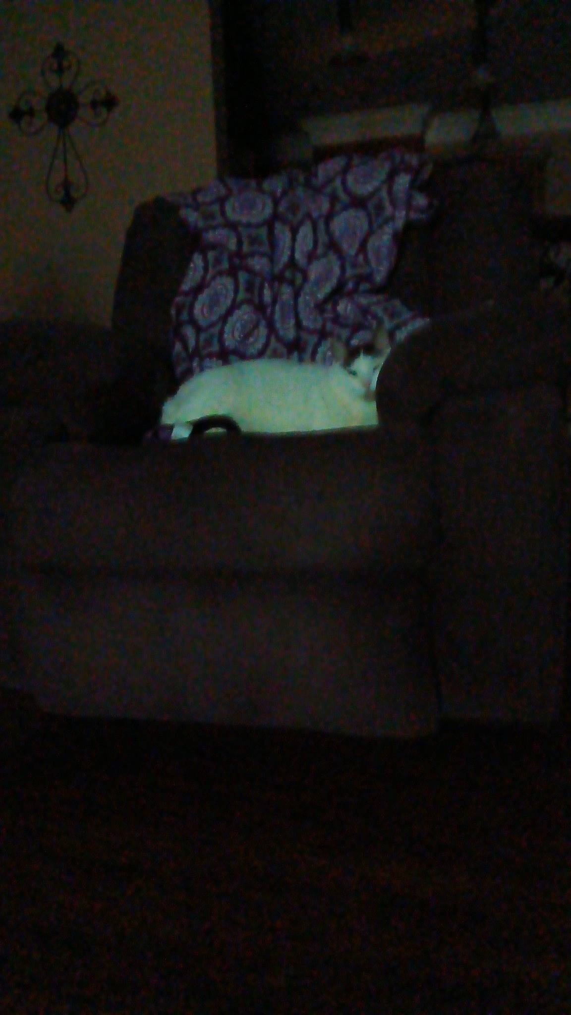 Gastby joined the competition — help win amazing prizes! bedding, carnivore, cat, comfort, couch, darkness, felidae, flooring, fur, hardwood, human_leg, linens, rectangle, room, small_to_medium_sized_cats, studio_couch, tail, tints_and_shades, whiskers, wood