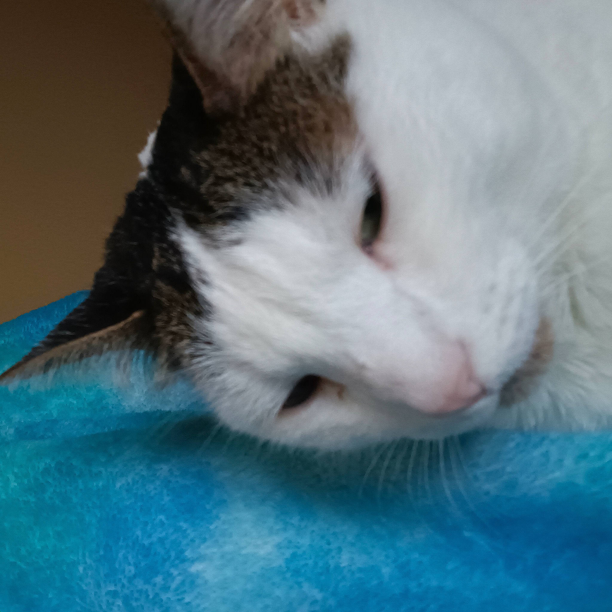 Gastby joined the competition — help win amazing prizes! carnivore, cat, claw, comfort, domestic_short_haired_cat, felidae, fur, nap, paw, sleep, small_to_medium_sized_cats, snout, tail, terrestrial_animal, whiskers