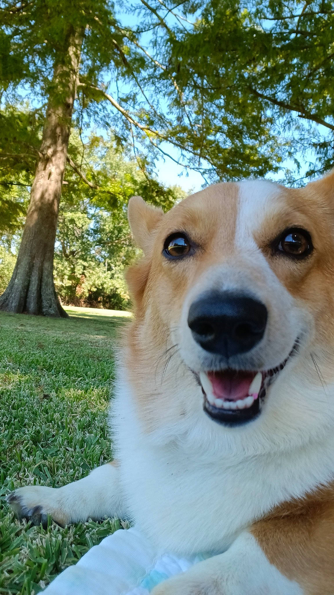 Honey is registered to the contest to win money with this photo: ancient_dog_breeds, canidae, carnivore, collar, companion_dog, dog, dog_breed, dog_collar, fang, fawn, fur, grass, plant, sky, snout, sporting_group, terrestrial_animal, tree, whiskers, working_dog