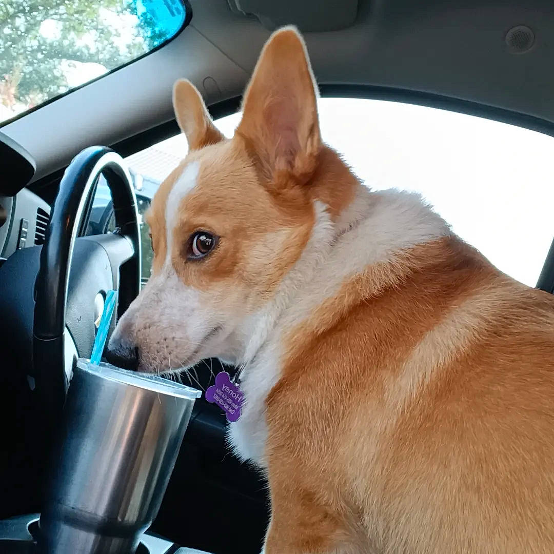 Honey joined the competition — help win amazing prizes! automotive_exterior, automotive_mirror, car, carnivore, collar, companion_dog, dog, dog_breed, dog_supply, door, fawn, motor_vehicle, personal_luxury_car, snout, spitz, steering_wheel, tree, vehicle, vehicle_door, windshield