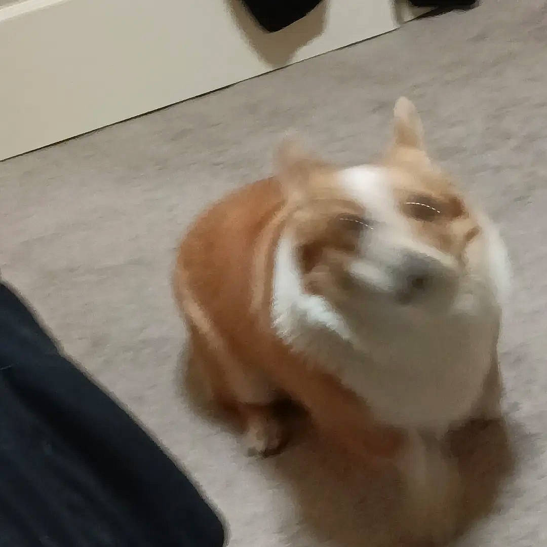 Honey is registered to the contest to win money with this photo: carnivore, companion_dog, corgi_chihuahua, dog, dog_breed, fawn, felidae, flooring, fur, hardwood, non_sporting_group, paw, snout, spitz, tail, toy_dog, whiskers, wood, working_animal, working_dog