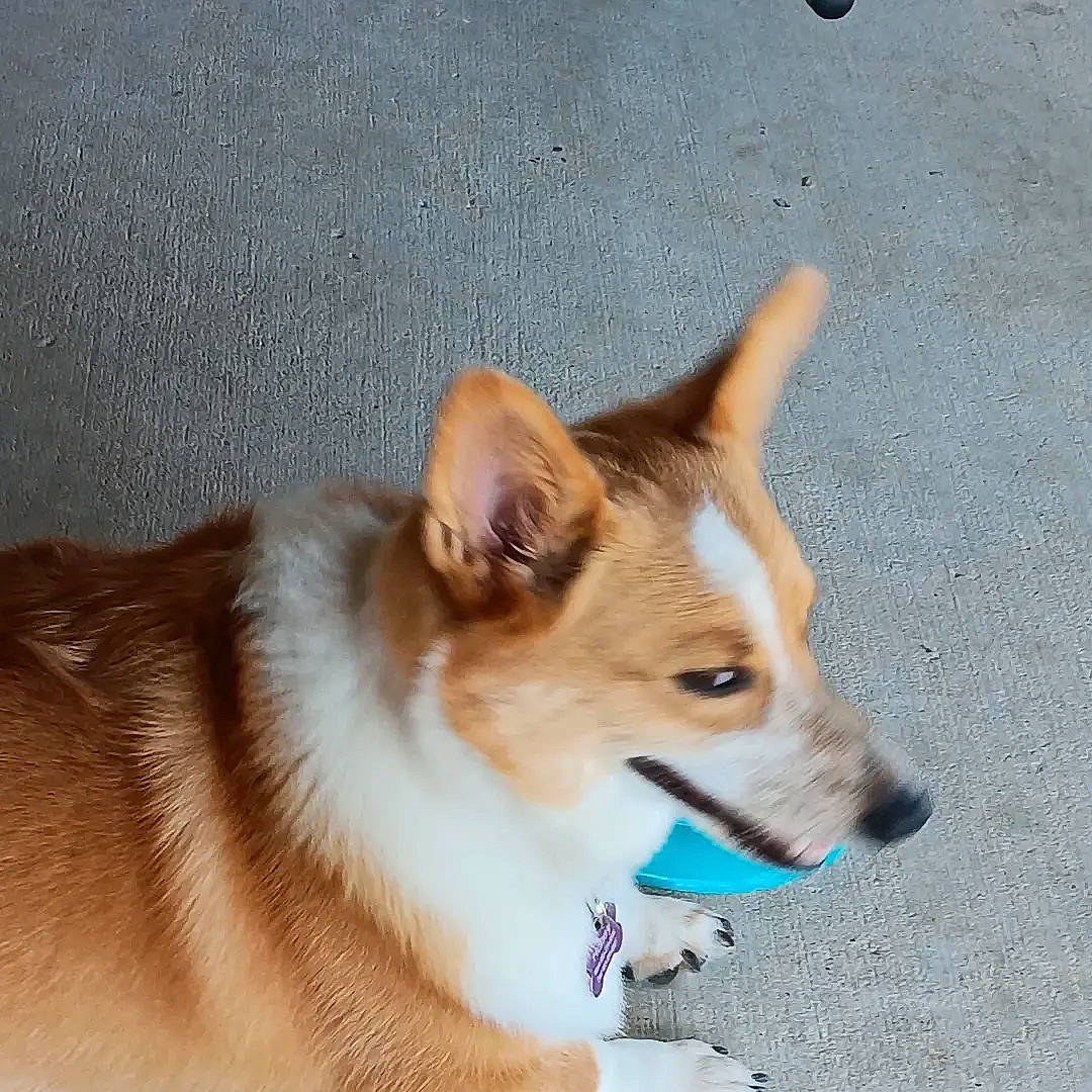 Honey is registered to the contest to win money with this photo: ancient_dog_breeds, canidae, carnivore, collar, companion_dog, dog, dog_breed, fawn, fur, herding_dog, non_sporting_group, snout, sporting_group, tail, whiskers, working_dog