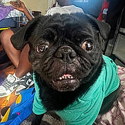 Raven joined the competition — help win amazing prizes! dog, pug, pet, black_fur, green_shirt, hoodie, close_up, portrait, big_eyes, underbite, cute, indoor, person_in_background, sneakers, bedroom, blanket, floor, expression, canine, furniture