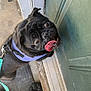 pug, dog, pet, black_pug, tongue_out, leash, harness, green_door, doorstep, concrete_floor, human_foot, shoe, close_up, portrait, playful, wide_eyes, whiskers, collar, reflection, front_door