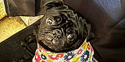 Raven is registered to the contest to win money with this photo: dog, pug, pet, portrait, animal, black_fur, shirt, floral_print, wide_eyes, cute, indoor, curtains, floor, mat, looking_up, close_up, small_dog, companion, eye_reflection, expression
