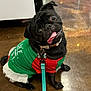 Raven is registered to the contest to win money with this photo: dog, pug, pet, black_fur, tongue_out, tilted_head, collar, collar_tag, leash, green_shirt, festive_clothing, hardwood_floor, indoor, sitting, cute, playful, large_eyes, reflection, small_dog, portrait