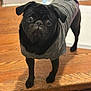 dog, pug, black_dog, pet, clothing, sweater, hardwood_floor, wooden_steps, indoor, portrait, closeup, big_eyes, looking_at_camera, standing, attentive, shallow_depth_of_field, blur_background, cute, small_dog, animal
