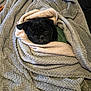 dog, pug, pet, blanket, cozy, wrapped, burrito, sofa, couch, textile, fabric, fur, black_fur, face, eyes, nose, portrait, indoor, home, relaxing