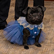 Raven is registered to the contest to win money with this photo: pug, dog, pet, tutu, blue_dress, ruffle_collar, black_fur, big_eyes, sitting, paws, indoor, carpet, cute, costume, portrait, small_dog, legs, shoes, formal_wear, velvet