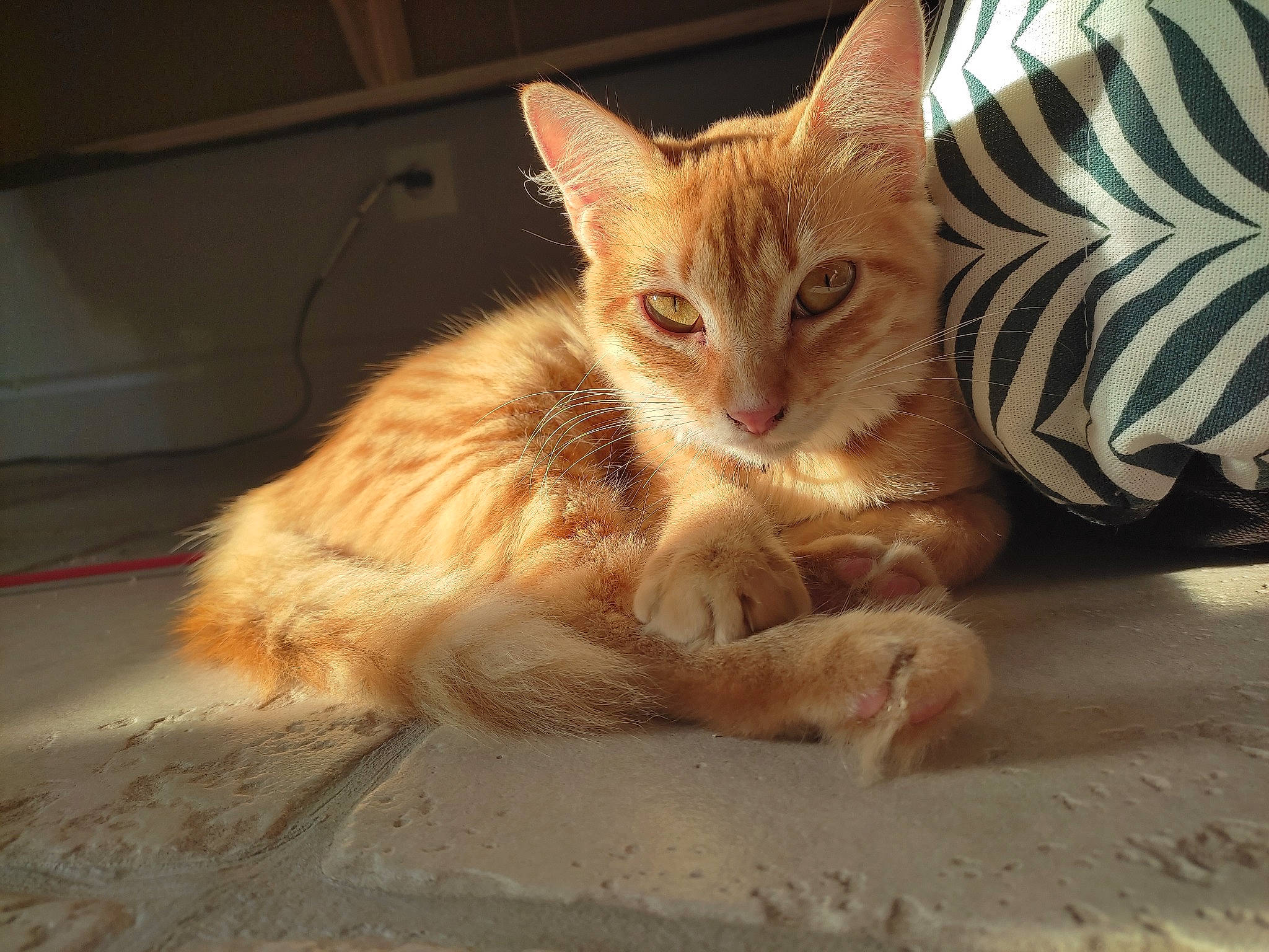 Molly participe au concours pour gagner de l'argent avec cette photo : carnivore, cat, claw, comfort, domestic_short_haired_cat, fawn, felidae, foot, fur, paw, sand, sitting, small_to_medium_sized_cats, tail, terrestrial_animal, whiskers