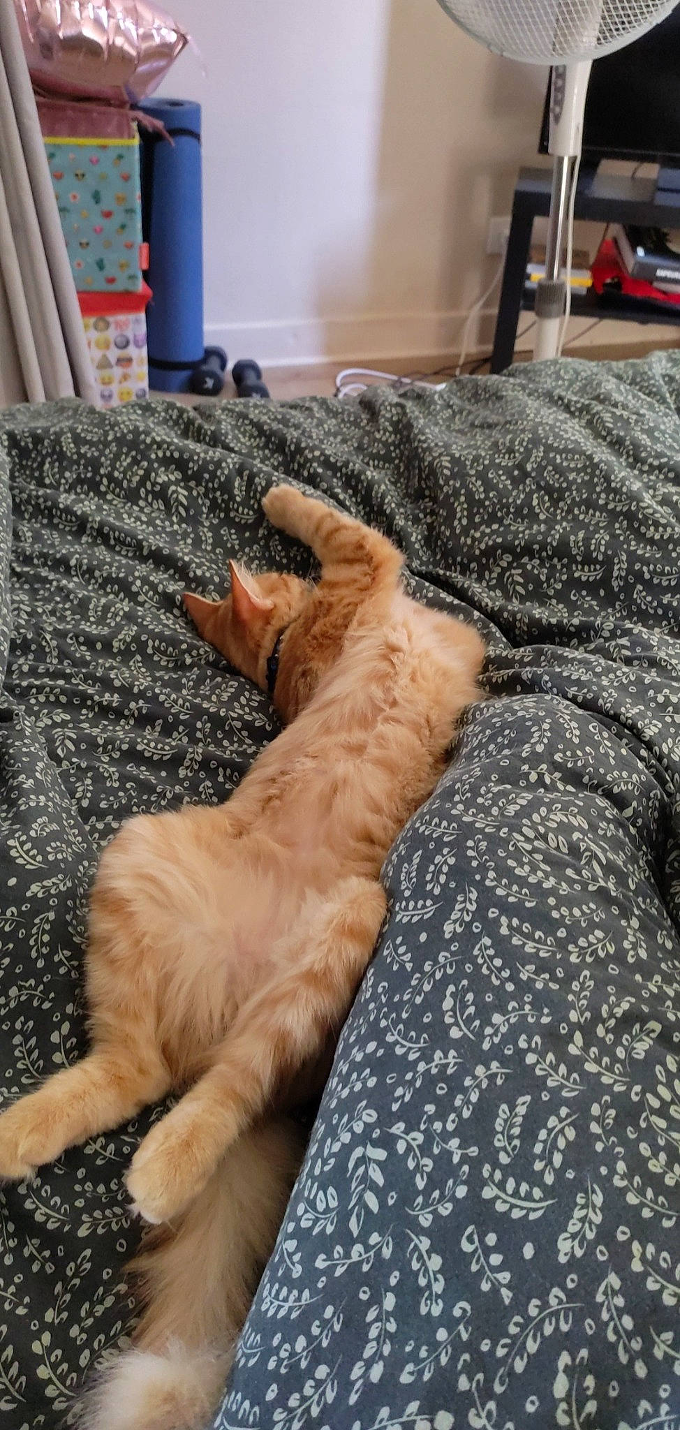 Molly a rejoint le concours — aidez-le/la à gagner de superbes lots ! carnivore, cat, claw, comfort, domestic_short_haired_cat, fawn, felidae, fur, nap, paw, room, small_to_medium_sized_cats, sporting_group, tail, terrestrial_animal, whiskers, wood