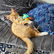 Bamboo is registered to the contest to win money with this photo: cat, kitten, orange_tabby, sleeping, couch, pillow, toy, feathers, relaxed, indoor, home, cozy, furniture, patterned_rug, nap, pet, cute, furry, animal, resting