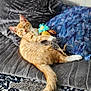 cat, kitten, orange_tabby, sleeping, couch, pillow, toy, feathers, relaxed, indoor, home, cozy, furniture, patterned_rug, nap, pet, cute, furry, animal, resting