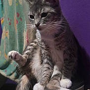 Diago joined the competition — help win amazing prizes! animal, cat, curtain, cute, domestic_cat, drawer_unit, feline, fur, furniture, grey_cat, household, indoor, paw, pet, purple_wall, relaxed, sitting, tabby, tail, whiskers