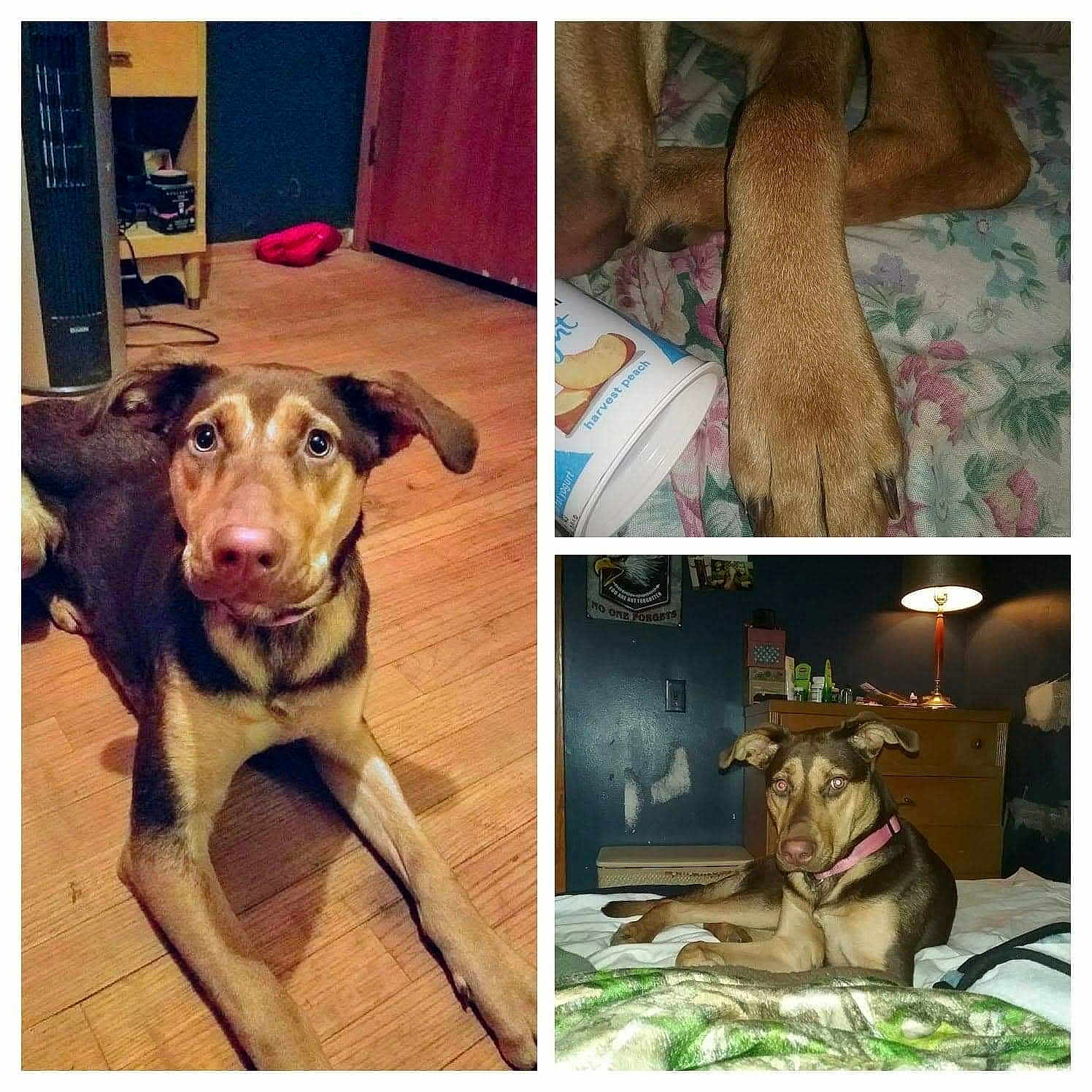 Shyan is registered to the contest to win money with this photo: animal, ball, cabinet, canine, couch, dog, door, furniture, hound, husky, indoors, interiordesign, labradorretriever, pet, puppy, sport, tape, tennis, tennisball, wood