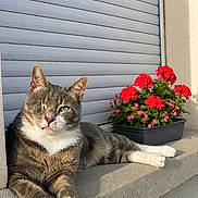 Willy a rejoint le concours — aidez-le/la à gagner de superbes lots ! cat, tabby_cat, one_eyed_cat, flower_pot, red_flowers, pink_flowers, concrete_ledge, outdoor, sunlight, pet, animal, relaxed, resting, feline, plant, green_leaves, nature, wall, daylight, close_up