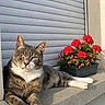 cat, tabby_cat, one_eyed_cat, flower_pot, red_flowers, pink_flowers, concrete_ledge, outdoor, sunlight, pet, animal, relaxed, resting, feline, plant, green_leaves, nature, wall, daylight, close_up