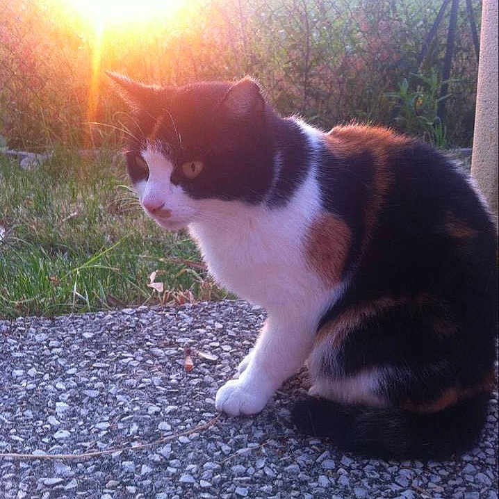 Melba