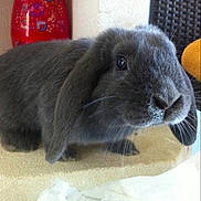 Lolly a rejoint le concours — aidez-le/la à gagner de superbes lots !