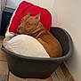 dog, brown_dog, pet_bed, pillows, indoor, tile_floor, curious, looking_back, relaxed, cozy, canine, resting, domestic_animal, corner, red_pillow, white_pillow, chain_collar, plastic_bed, home, animal