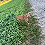 dog, brown_dog, grass, greenery, dirt_path, outdoor, nature, field, sunlight, trees, canine, pet, happy_dog, tongue_out, collar, summer, daylight, animal, walking_path, leafy_plants