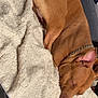 Eva participe au concours pour gagner de l'argent avec cette photo : dog, brown_dog, sleeping, blanket, cozy, nap, indoor, chain_collar, soft_texture, relaxed, pet, resting, fur, paw, ear, face, comfort, phone, couch, home