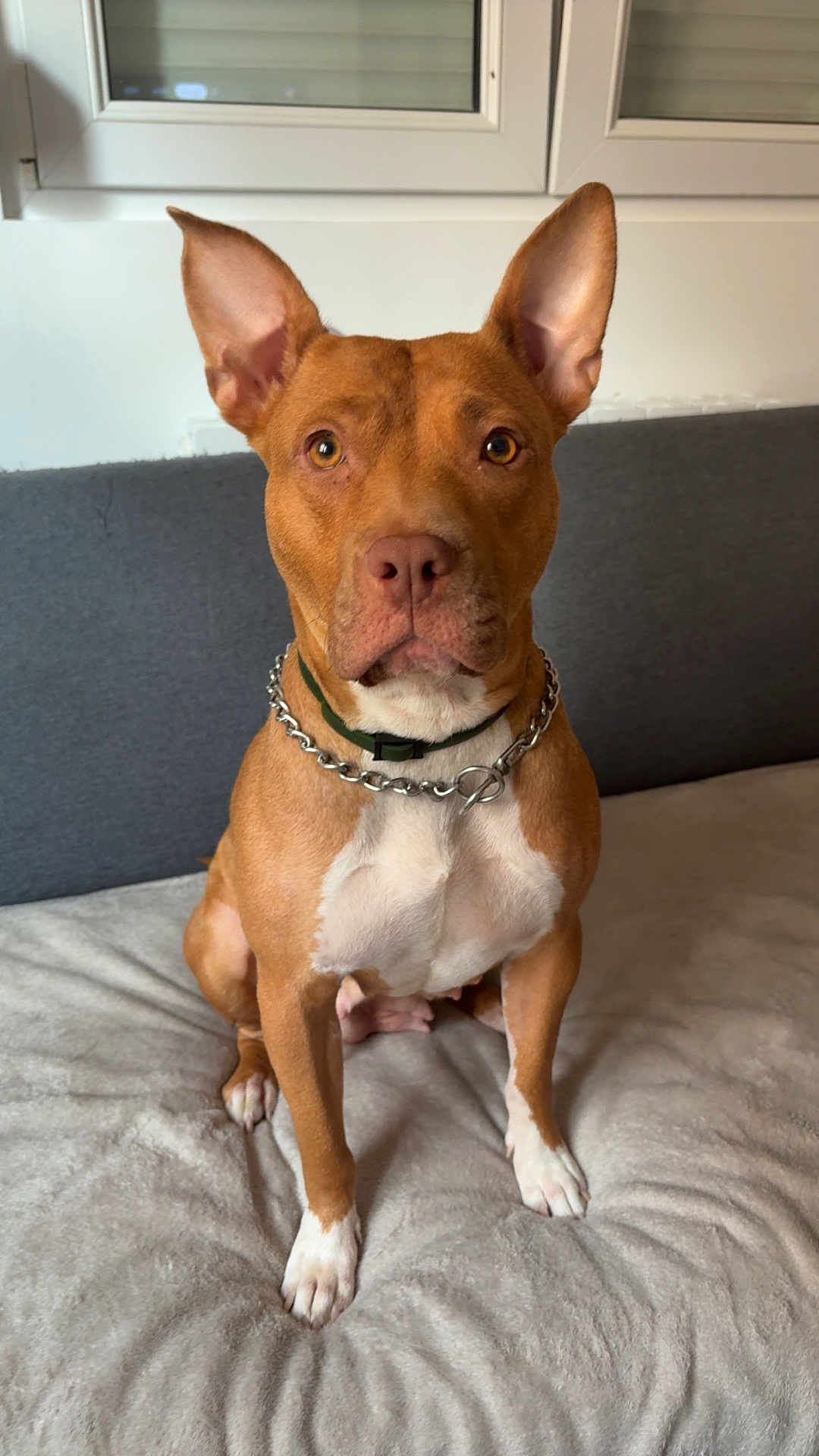 Eva a rejoint le concours — aidez-le/la à gagner de superbes lots ! dog, brown_dog, white_markings, collar, chain_collar, pet, indoor, blanket, couch, window, ears, sitting, alert, face, animal, canine, fur, paw, looking, domestic