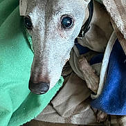 Helios participe au concours pour gagner de l'argent avec cette photo : dog, blanket, close_up, pet, cozy, wrapped, fur, animal, indoor, collar, snug, resting, cute, sleepy, warm, brown, blue, green, beige, relaxed