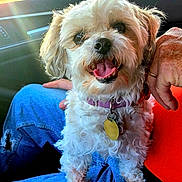 Chelsey joined the competition — help win amazing prizes! dog, pet, happy, tongue_out, collar, tag, lap, person, hand, jeans, car_interior, sunlight, window, fur, closeup, smile, indoor, seat, casual, relaxed